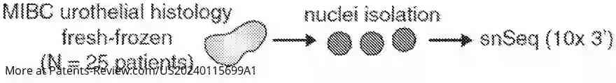 Drawing 01 for USE OF CANCER CELL EXPRESSION OF CADHERIN 12 AND CADHERIN 18 TO TREAT MUSCLE INVASIVE AND METASTATIC BLADDER CANCERS