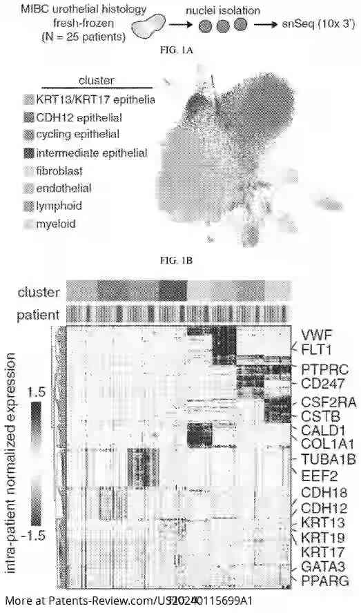 Drawing 02 for USE OF CANCER CELL EXPRESSION OF CADHERIN 12 AND CADHERIN 18 TO TREAT MUSCLE INVASIVE AND METASTATIC BLADDER CANCERS