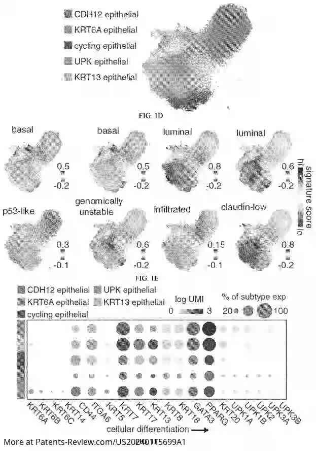 Drawing 03 for USE OF CANCER CELL EXPRESSION OF CADHERIN 12 AND CADHERIN 18 TO TREAT MUSCLE INVASIVE AND METASTATIC BLADDER CANCERS