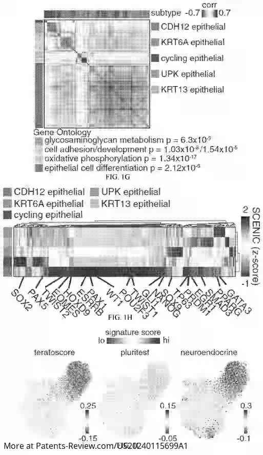 Drawing 04 for USE OF CANCER CELL EXPRESSION OF CADHERIN 12 AND CADHERIN 18 TO TREAT MUSCLE INVASIVE AND METASTATIC BLADDER CANCERS