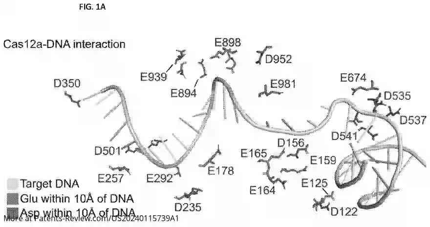 Drawing 02 for SYNTHETIC CAS12A FOR ENHANCED MULTIPLEX GENE CONTROL AND EDITING