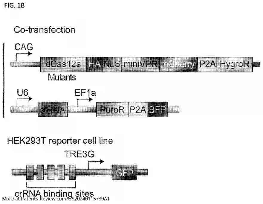 Drawing 03 for SYNTHETIC CAS12A FOR ENHANCED MULTIPLEX GENE CONTROL AND EDITING