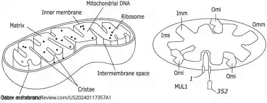 Drawing 01 for REGULATION OF METABOLISM AND OBESITY BY MITOCHONDRIAL MUL1 E3 UBIQUITIN LIGASE