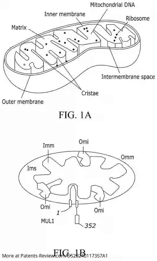 Drawing 02 for REGULATION OF METABOLISM AND OBESITY BY MITOCHONDRIAL MUL1 E3 UBIQUITIN LIGASE