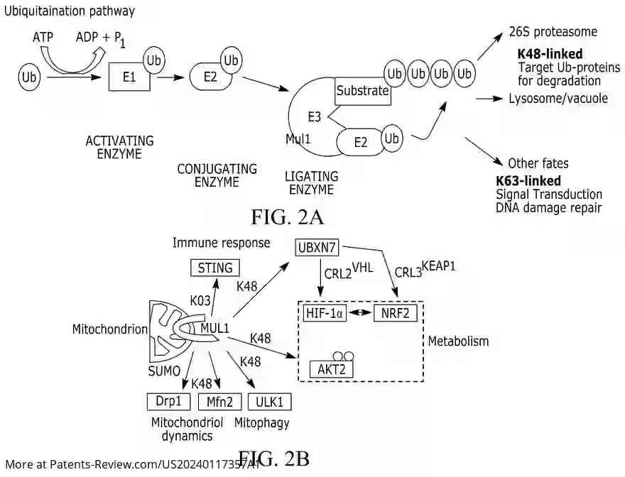 Drawing 03 for REGULATION OF METABOLISM AND OBESITY BY MITOCHONDRIAL MUL1 E3 UBIQUITIN LIGASE