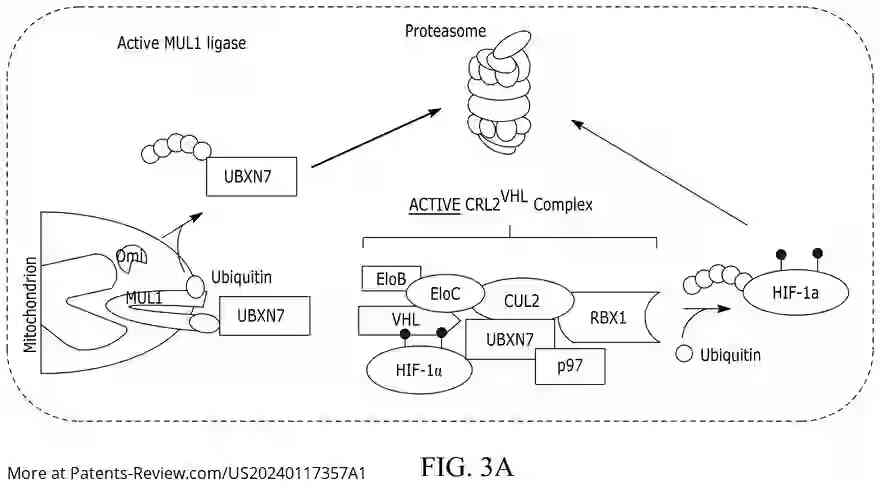 Drawing 04 for REGULATION OF METABOLISM AND OBESITY BY MITOCHONDRIAL MUL1 E3 UBIQUITIN LIGASE