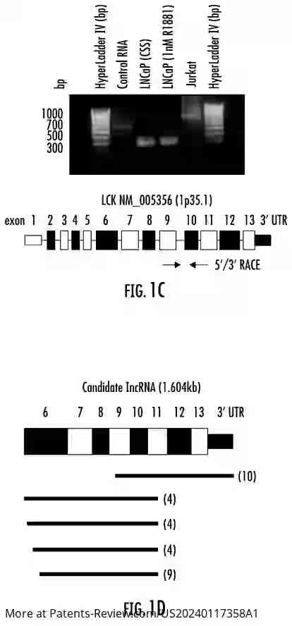 Drawing 03 for METHODS AND COMPOSITIONS FOR DIAGNOSING AND TREATING PROSTATE CANCER BASED ON LONG NONCODING RNA OVERLAPPING THE LCK GENE THAT REGULATES PROSTATE CANCER CELL GROWTH