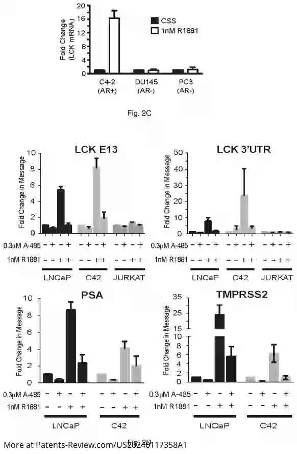 Drawing 05 for METHODS AND COMPOSITIONS FOR DIAGNOSING AND TREATING PROSTATE CANCER BASED ON LONG NONCODING RNA OVERLAPPING THE LCK GENE THAT REGULATES PROSTATE CANCER CELL GROWTH