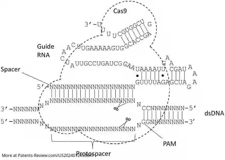 Drawing 01 for BASE EDITING OF TRANSTHYRETIN GENE