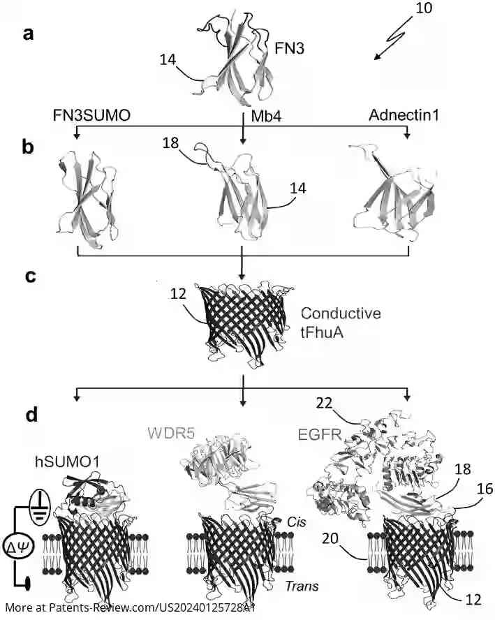 Drawing 01 for GENERALIZABLE NANOPORE SENSOR FOR HIGHLY SPECIFIC PROTEIN DETECTION AT SINGLE-MOLECULE PRECISION