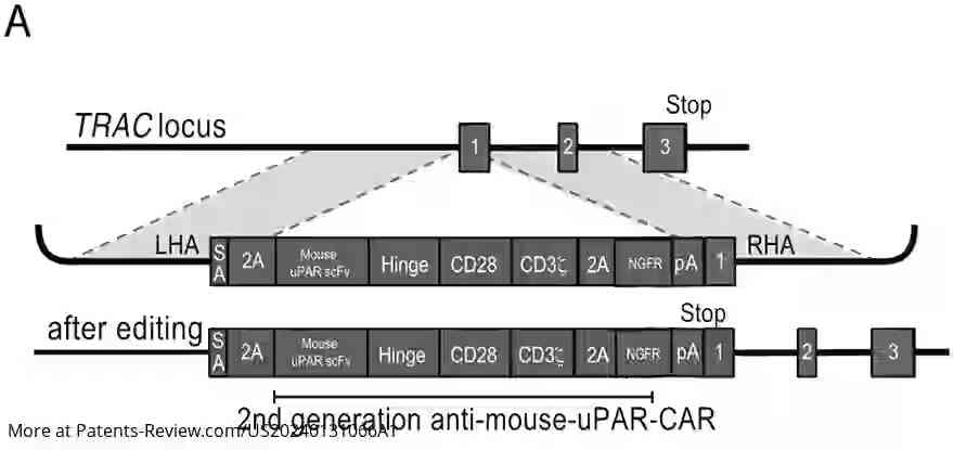 Drawing 01 for SENOLYTIC CRISPR CAR T CELLS PRODUCED BY CRISPR-CAS9 GENOME EDITING