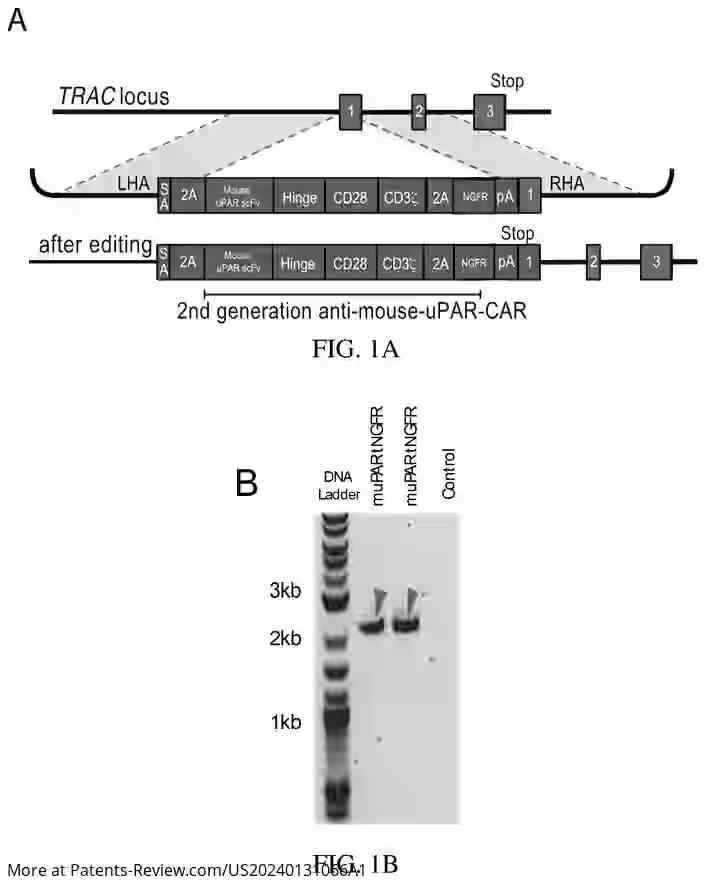 Drawing 02 for SENOLYTIC CRISPR CAR T CELLS PRODUCED BY CRISPR-CAS9 GENOME EDITING