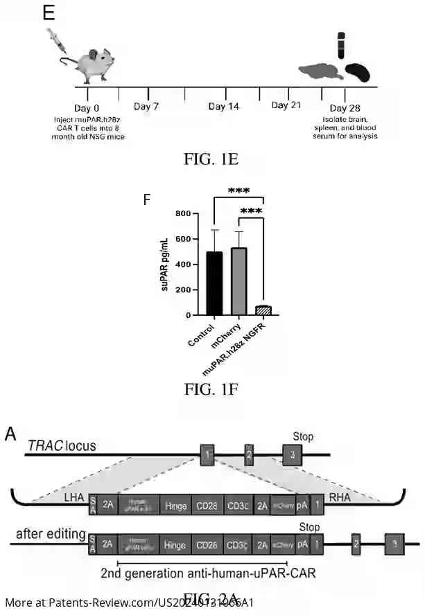 Drawing 04 for SENOLYTIC CRISPR CAR T CELLS PRODUCED BY CRISPR-CAS9 GENOME EDITING