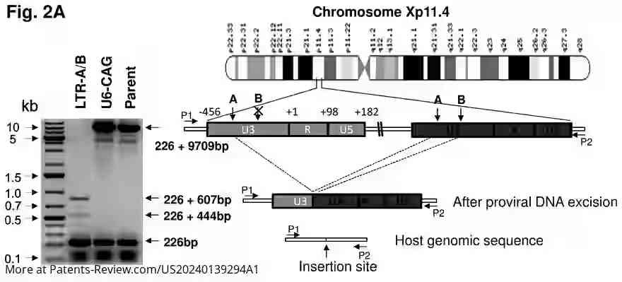 Drawing 05 for METHODS AND COMPOSITIONS FOR RNA-GUIDED TREATMENT OF HIV INFECTION