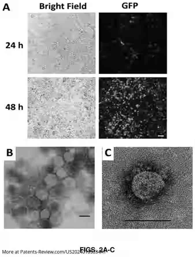 Drawing 04 for ENGINEERED LIPOSOMES FOR NEUTRALIZATION OF SARS-COV-2 AND OTHER ENVELOPED VIRUSES