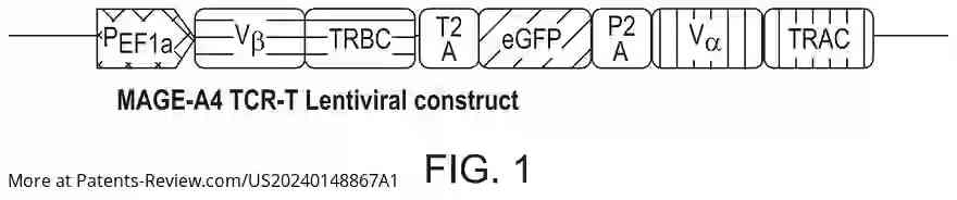 Drawing 02 for METHODS OF TREATING CANCER WITH A COMBINATION OF ADOPTIVE CELL THERAPY AND A TARGETED IMMUNOCYTOKINE