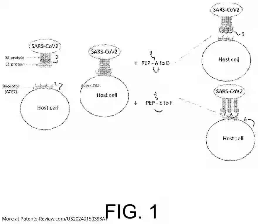 Drawing 02 for PEPTIDES AND CONJUGATES THEREOF AS ACE-2 AND S1 SUBUNIT MIMICS AGAINST SEVERE ACUTE RESPIRATORY SYNDROME CORONAVIRUS-2 (SARS-COV2) INFECTION