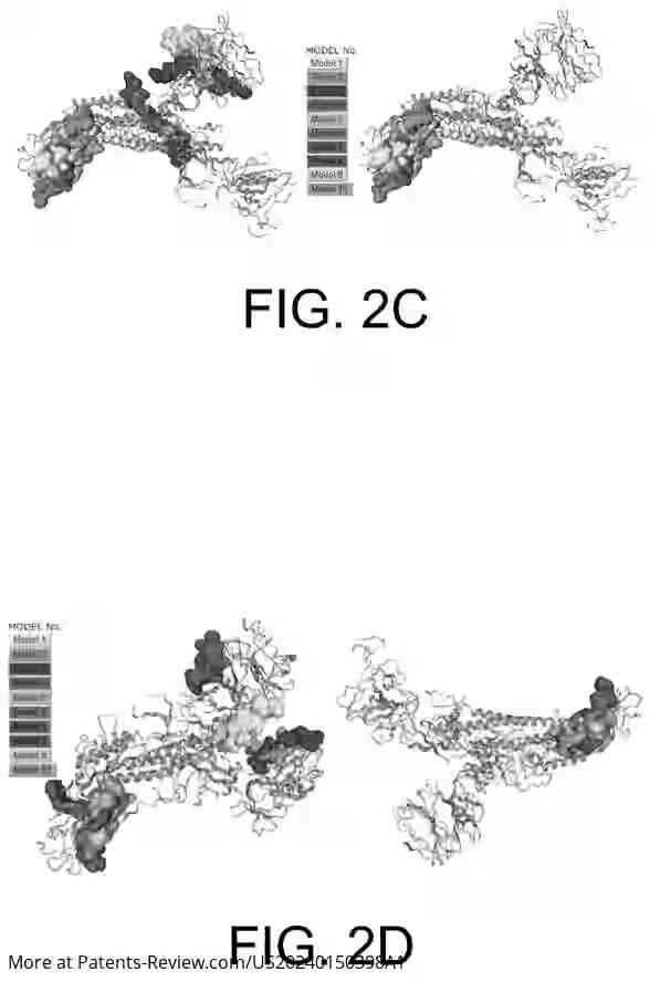 Drawing 04 for PEPTIDES AND CONJUGATES THEREOF AS ACE-2 AND S1 SUBUNIT MIMICS AGAINST SEVERE ACUTE RESPIRATORY SYNDROME CORONAVIRUS-2 (SARS-COV2) INFECTION