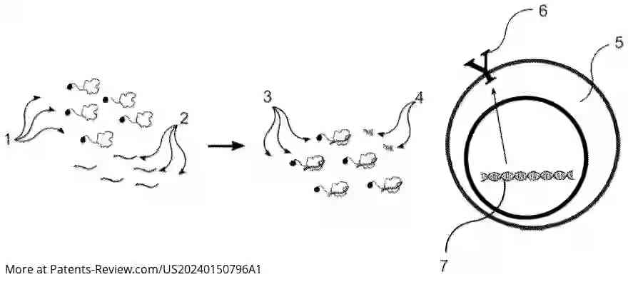 Drawing 01 for GENE EDITING WITH A MODIFIED ENDONUCLEASE