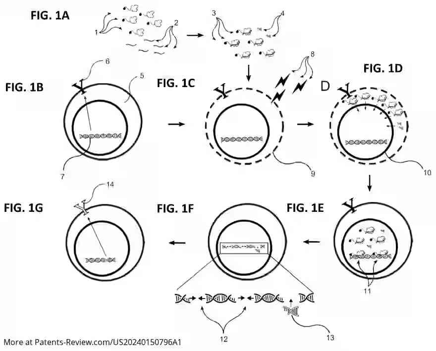 Drawing 02 for GENE EDITING WITH A MODIFIED ENDONUCLEASE