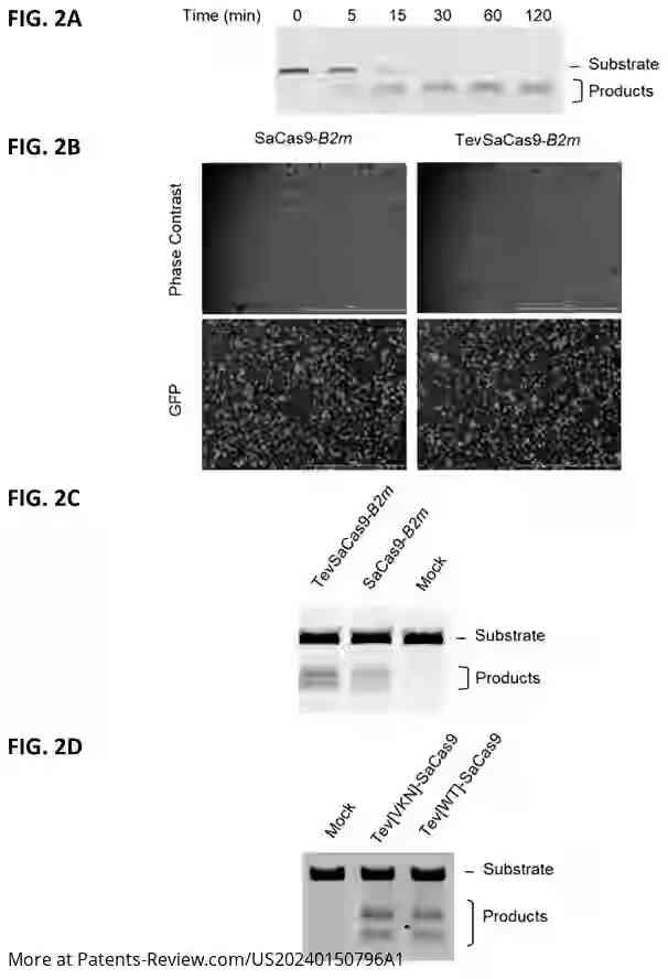 Drawing 03 for GENE EDITING WITH A MODIFIED ENDONUCLEASE