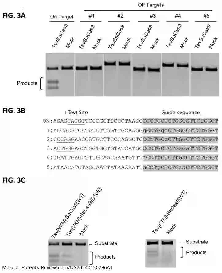 Drawing 04 for GENE EDITING WITH A MODIFIED ENDONUCLEASE