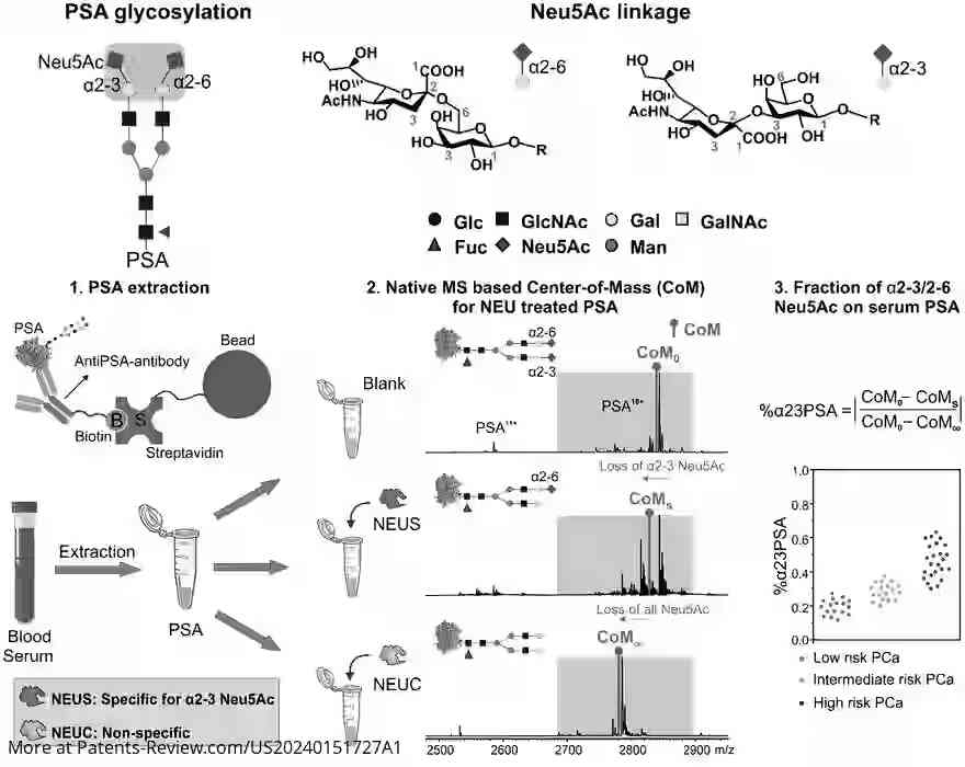 Drawing 01 for DIAGNOSTIC ALGORITHMS FOR DETERMINING AND TREATING CLINICALLY SIGNIFICANT PROSTATE CANCER BASED ON SIALYLATED AND FUCOSYLATED PROSTATE SPECIFIC ANTIGEN