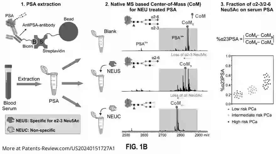 Drawing 03 for DIAGNOSTIC ALGORITHMS FOR DETERMINING AND TREATING CLINICALLY SIGNIFICANT PROSTATE CANCER BASED ON SIALYLATED AND FUCOSYLATED PROSTATE SPECIFIC ANTIGEN