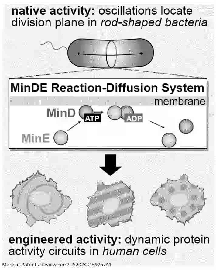 Drawing 01 for GENETICALLY ENCODED SYNTHETIC REACTION-DIFFUSION SYSTEM THAT CAN GENERATE PROGRAMMABLE OSCILLATIONS, PATTERNS, AND SPATIOTEMPORAL SIGNALING CIRCUITS IN MAMMALIAN CELLS