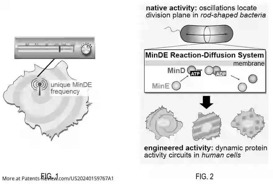 Drawing 02 for GENETICALLY ENCODED SYNTHETIC REACTION-DIFFUSION SYSTEM THAT CAN GENERATE PROGRAMMABLE OSCILLATIONS, PATTERNS, AND SPATIOTEMPORAL SIGNALING CIRCUITS IN MAMMALIAN CELLS