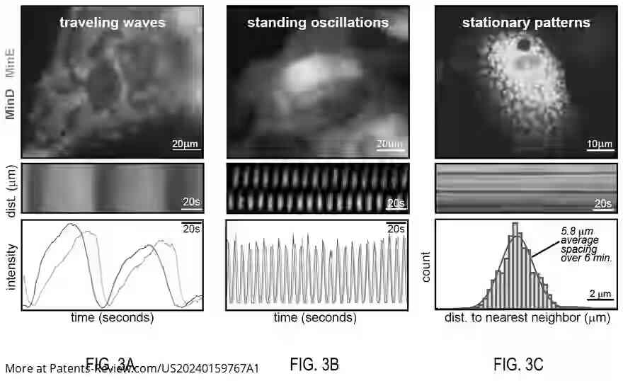 Drawing 03 for GENETICALLY ENCODED SYNTHETIC REACTION-DIFFUSION SYSTEM THAT CAN GENERATE PROGRAMMABLE OSCILLATIONS, PATTERNS, AND SPATIOTEMPORAL SIGNALING CIRCUITS IN MAMMALIAN CELLS