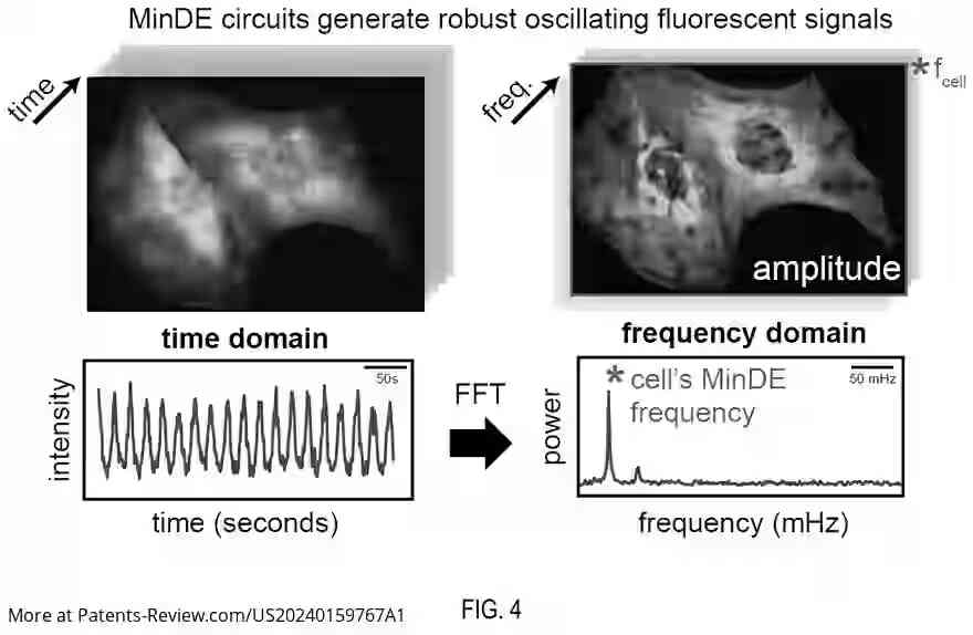 Drawing 04 for GENETICALLY ENCODED SYNTHETIC REACTION-DIFFUSION SYSTEM THAT CAN GENERATE PROGRAMMABLE OSCILLATIONS, PATTERNS, AND SPATIOTEMPORAL SIGNALING CIRCUITS IN MAMMALIAN CELLS