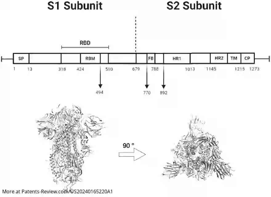 Drawing 01 for METHOD FOR INDUCING CELLULAR IMMUNITY TO INFECTION BY SARS-CoV-2