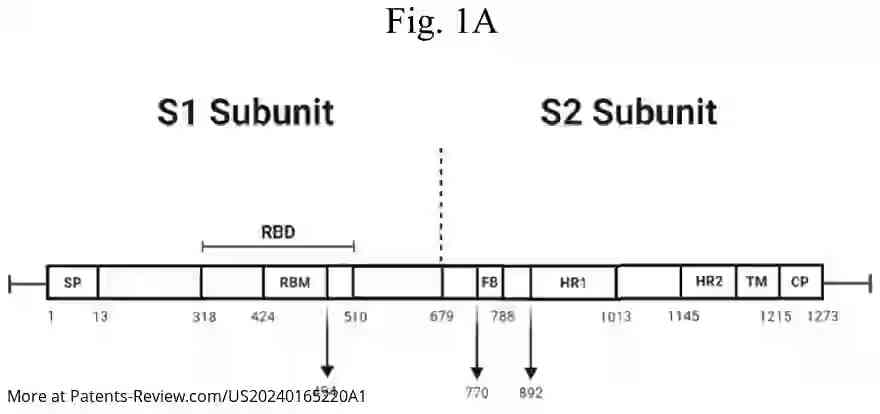 Drawing 02 for METHOD FOR INDUCING CELLULAR IMMUNITY TO INFECTION BY SARS-CoV-2