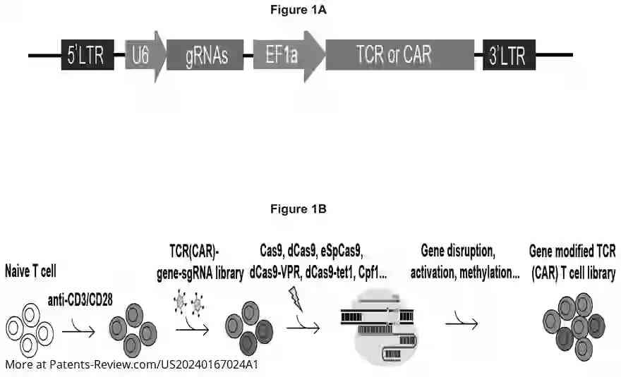 Drawing 02 for MODIFIED IMMUNE CELLS HAVIG ENHANCED FUNCTION AND METHODS FOR SCREENING THE SAME