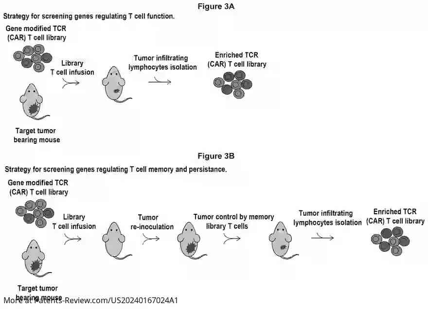 Drawing 04 for MODIFIED IMMUNE CELLS HAVIG ENHANCED FUNCTION AND METHODS FOR SCREENING THE SAME