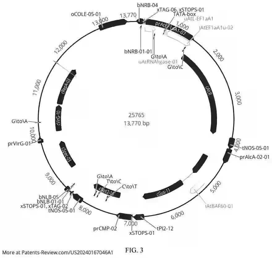 Drawing 04 for INDUCIBLE MOSAICISM