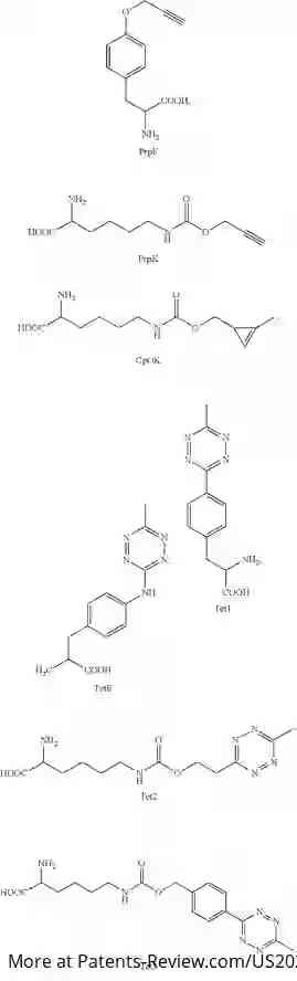 Drawing 03 for METHOD FOR SITE-SPECIFIC CONJUGATION OF NUCLEIC ACID TO CRISPR FAMILY PROTEIN, AND CONJUGATE THEREOF AND USE THEREOF