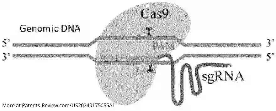 Drawing 01 for CRISPR/CAS9 GENE EDITING SYSTEM AND APPLICATION THEREOF