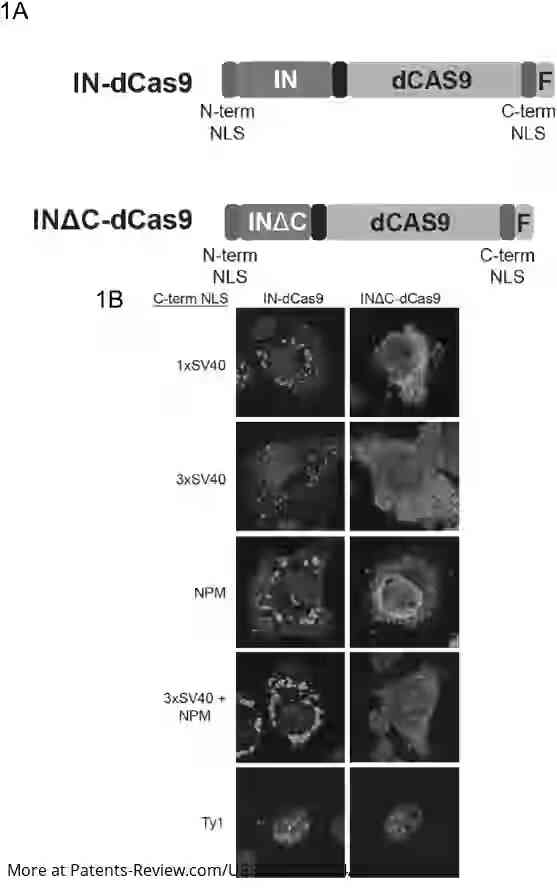 Drawing 01 for Genome Editing by Directed Non-Homologous DNA Insertion Using a Retroviral Integrase-Cas Fusion Protein and Methods of Treatment