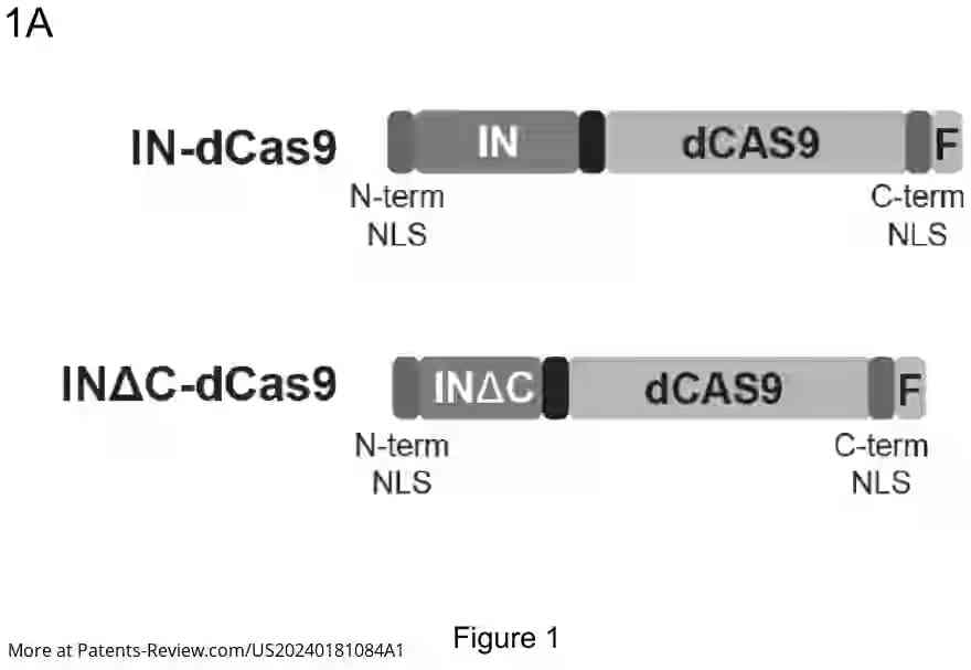 Drawing 02 for Genome Editing by Directed Non-Homologous DNA Insertion Using a Retroviral Integrase-Cas Fusion Protein and Methods of Treatment