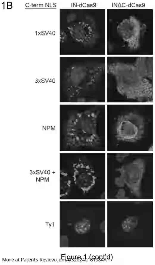 Drawing 03 for Genome Editing by Directed Non-Homologous DNA Insertion Using a Retroviral Integrase-Cas Fusion Protein and Methods of Treatment