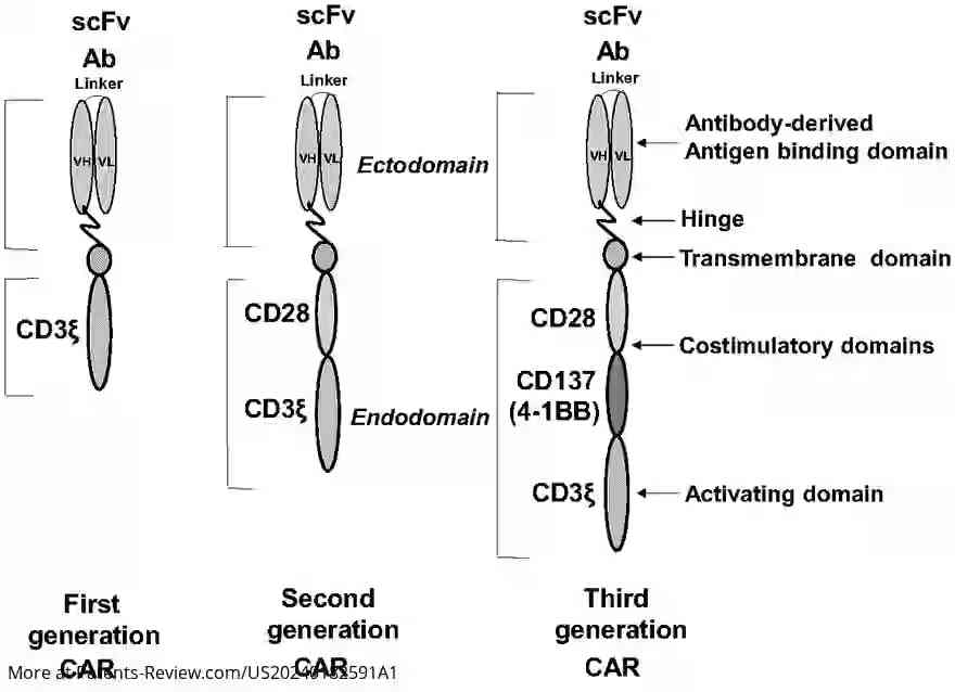 Drawing 01 for HUMANIZED BCMA ANTIBODY AND BCMA-CAR-T CELLS