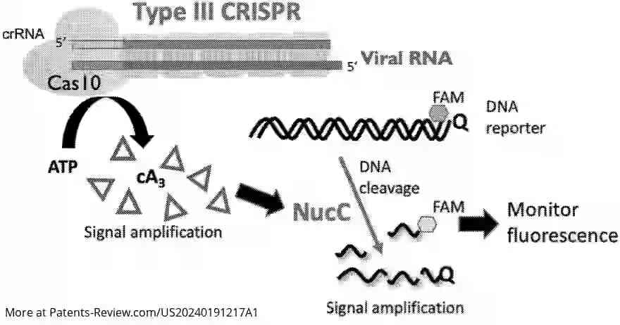 Drawing 01 for CAS10-BASED ASSAY FOR NUCLEIC ACID DETECTION