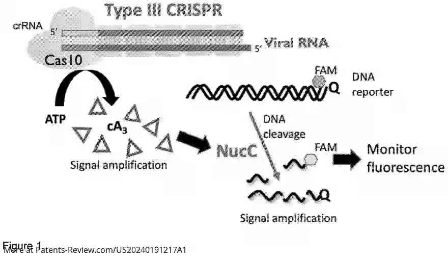 Drawing 02 for CAS10-BASED ASSAY FOR NUCLEIC ACID DETECTION