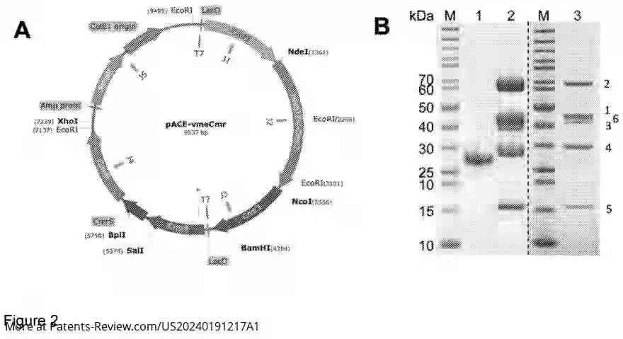 Drawing 03 for CAS10-BASED ASSAY FOR NUCLEIC ACID DETECTION