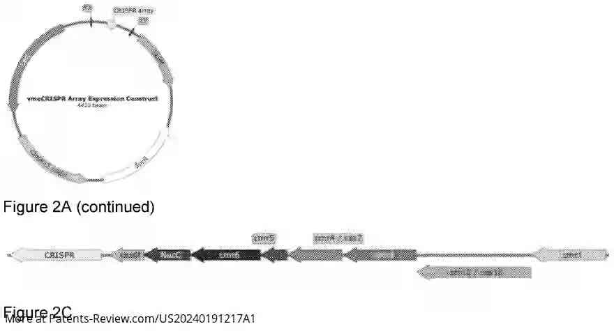 Drawing 04 for CAS10-BASED ASSAY FOR NUCLEIC ACID DETECTION