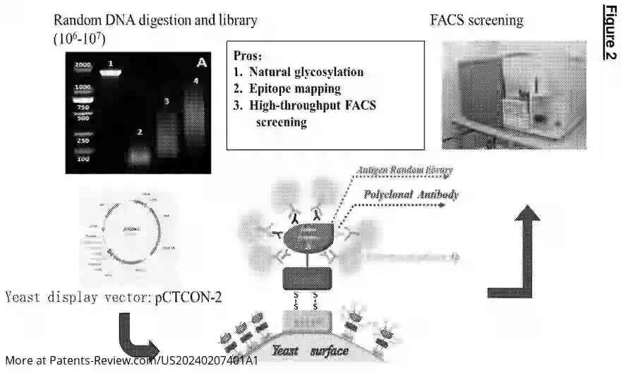 Drawing 03 for CORONAVIRUS ANTIBODY