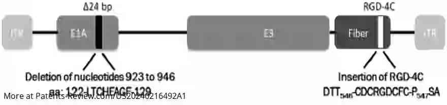 Drawing 01 for USE OF ONCOLYTIC ADENOVIRUS FOR THE TREATMENT OF PEDIATRIC BRAIN CANCER