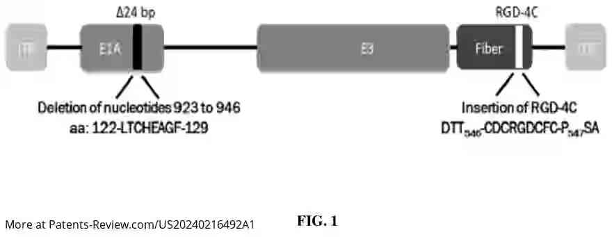 Drawing 02 for USE OF ONCOLYTIC ADENOVIRUS FOR THE TREATMENT OF PEDIATRIC BRAIN CANCER